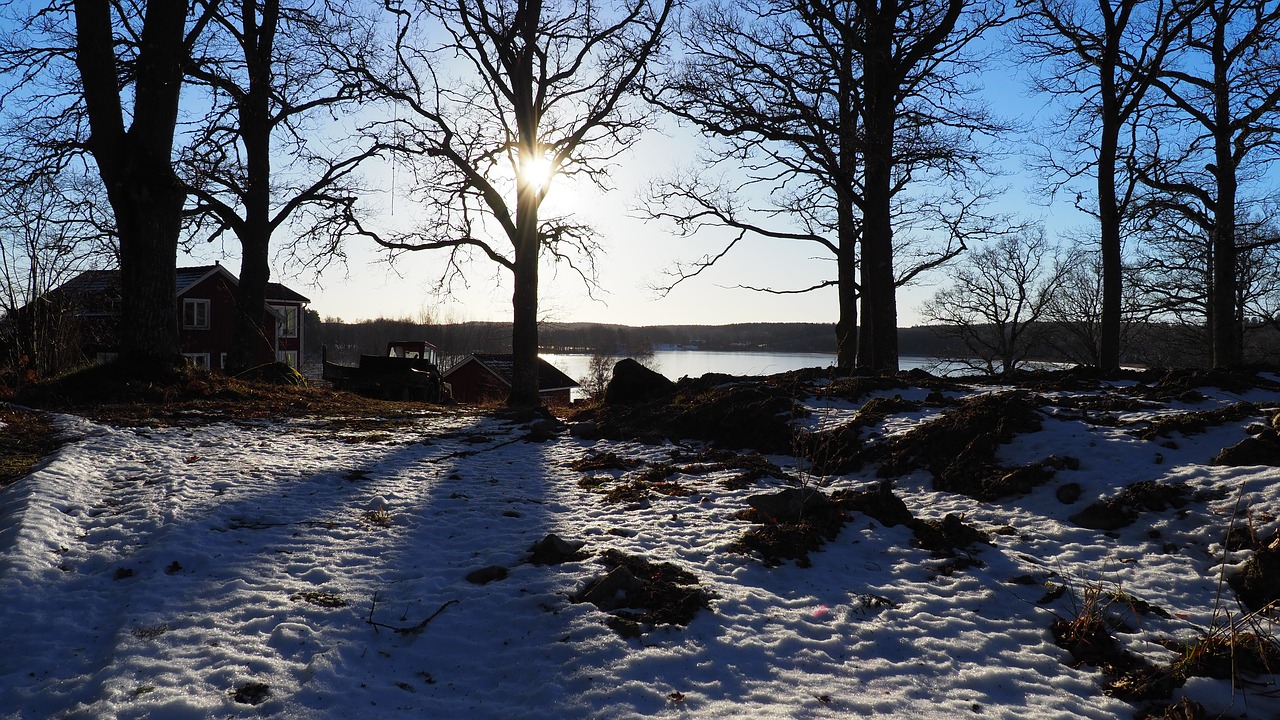 Image - oak winter snow backlight tree