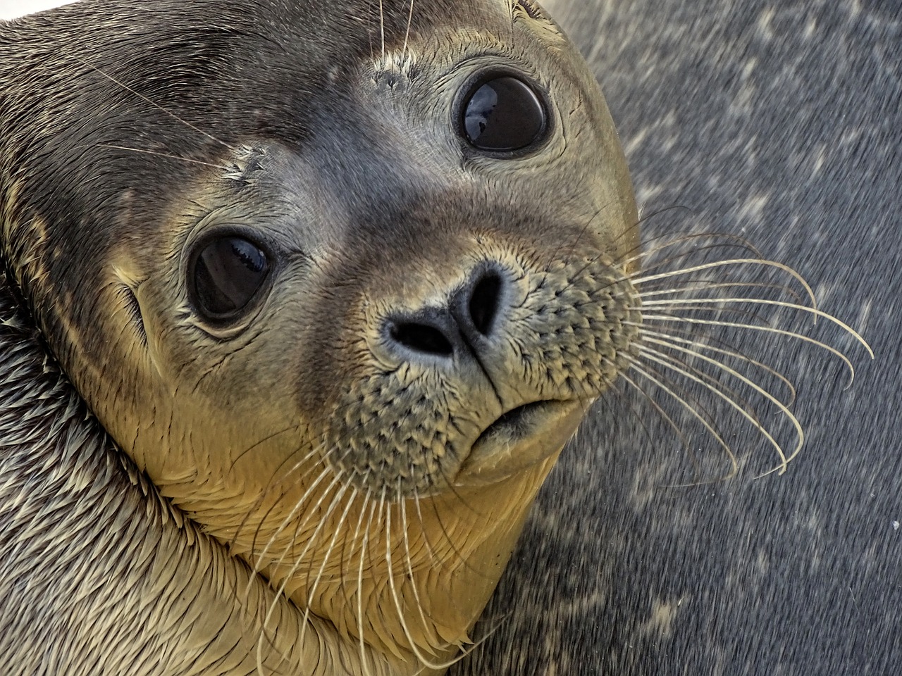 Image - seal howler sad robbe animal