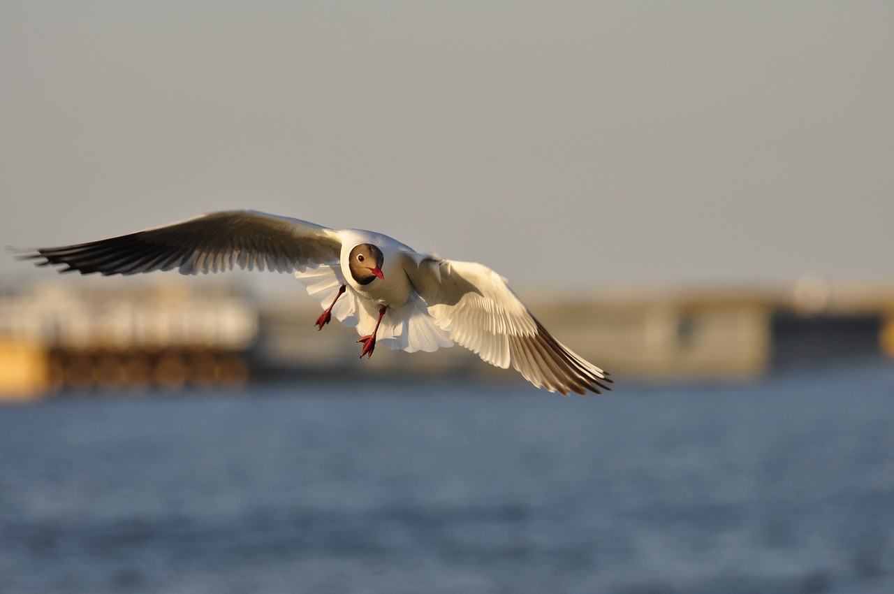 Image - bird seagull sea flight flying