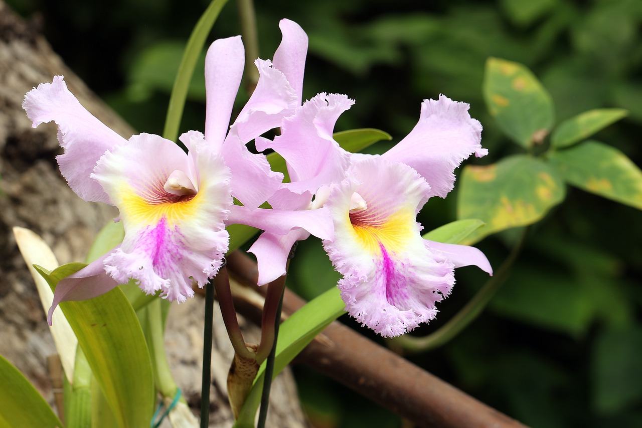 Image - orchis orchid oriental flower