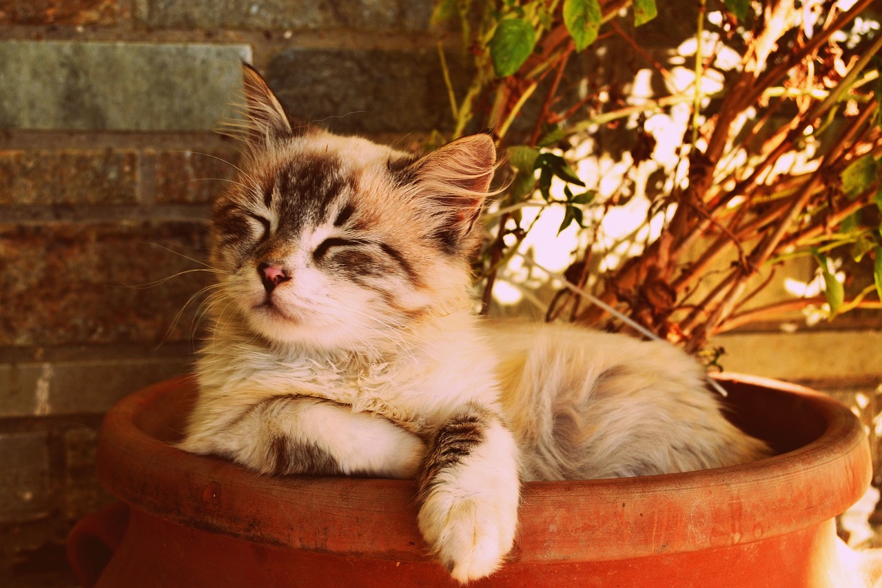 Image - kitten asleep in a pot
