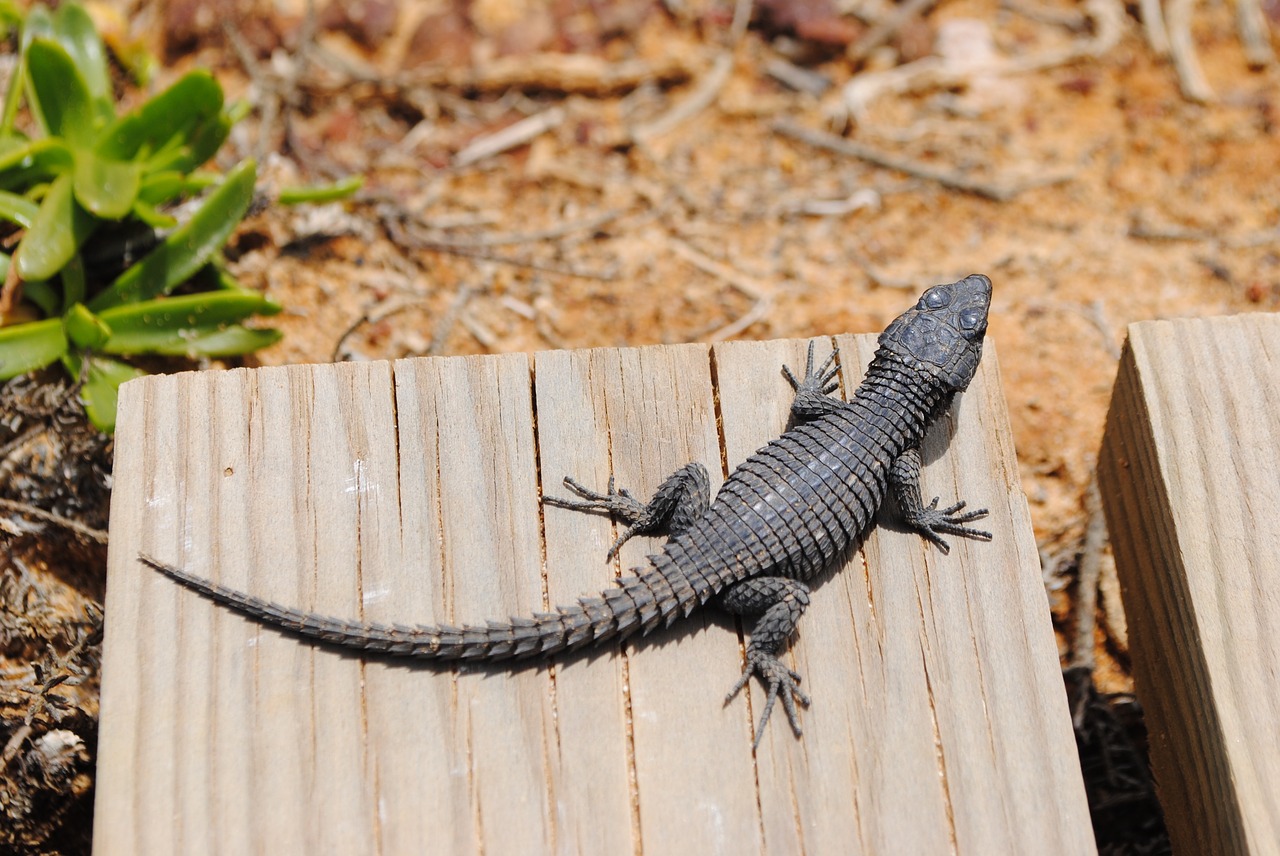 Image - gecko lizard salamander