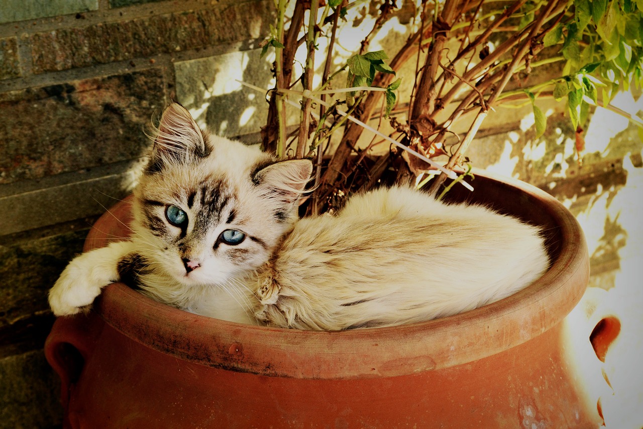 Image - kitten looking at you beautiful cat