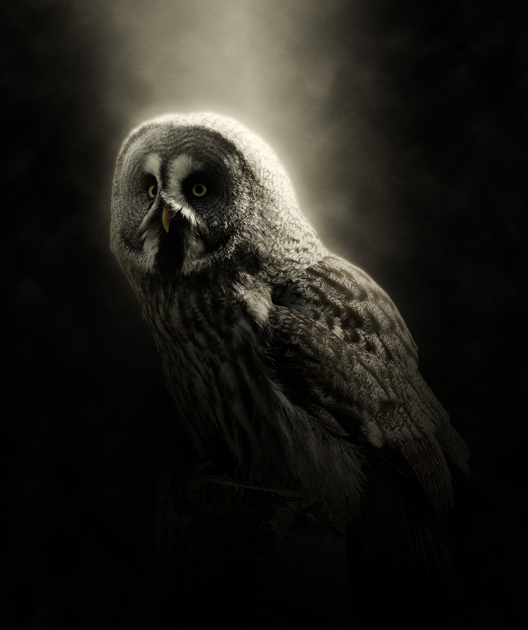 Image - owl bird animal nature forest
