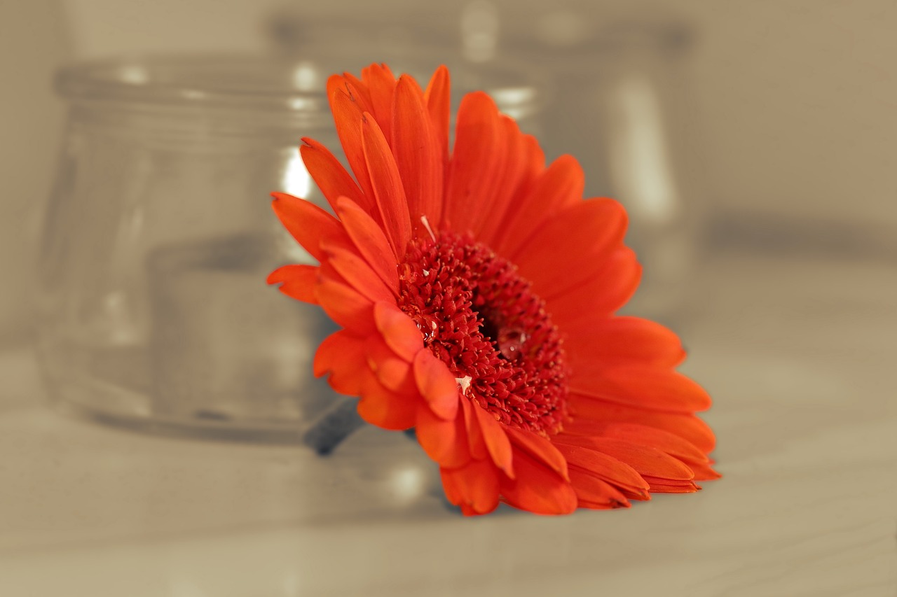 Image - gerbera flower blossom bloom