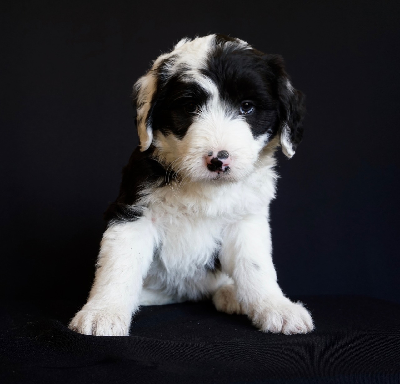 Image - puppy sheepdog cute pet canine