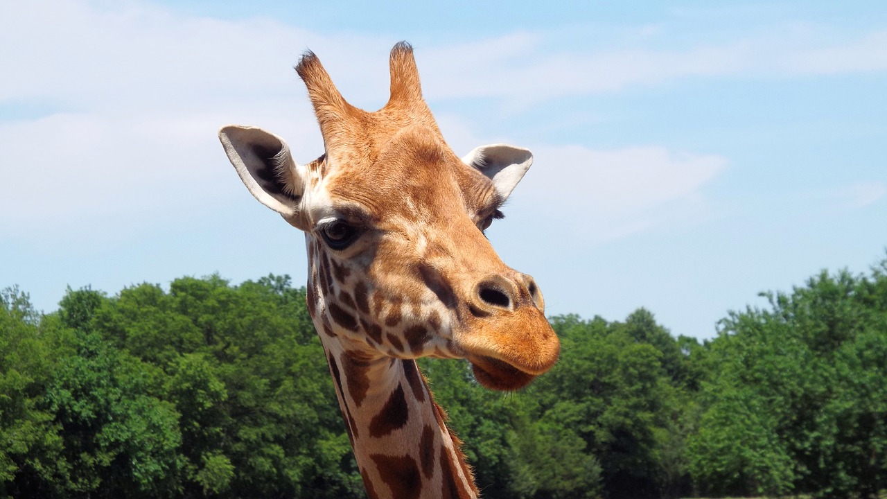 Image - giraffe zoo animal african park