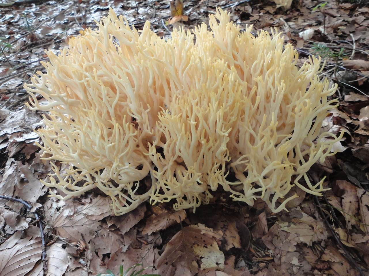 Image - coral mushroom forest autumn