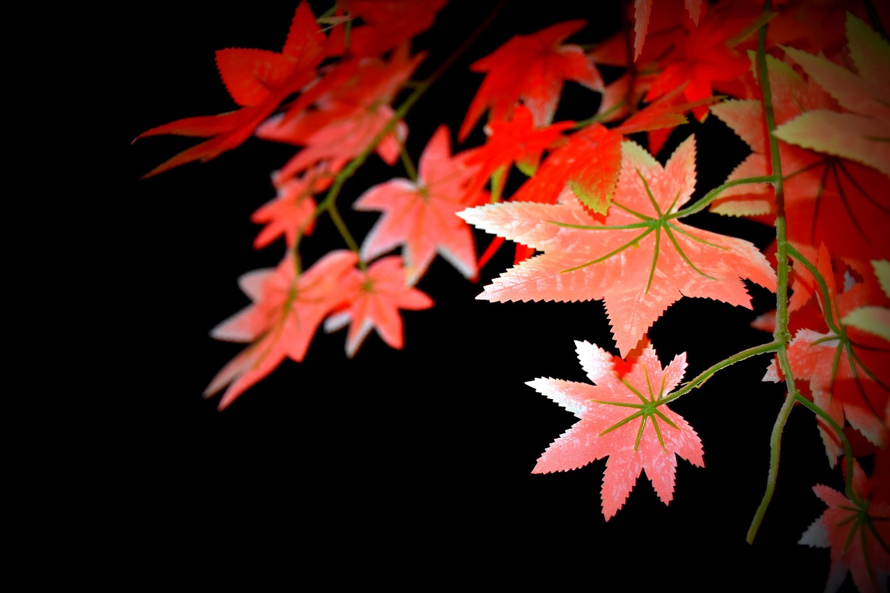 Image - leaf night view tree leaves nature