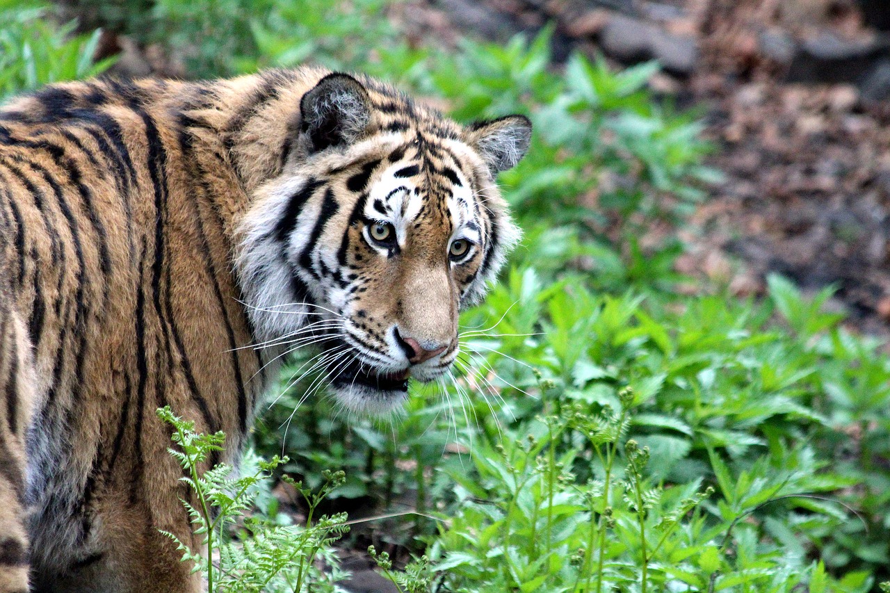 Image - tiger amur tiger ussurian tiger