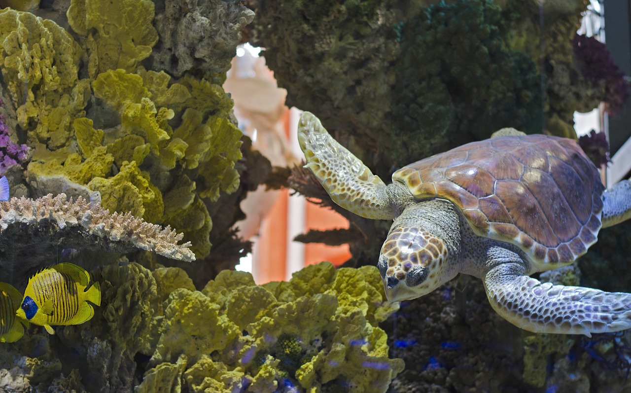 Image - turtle turtle pool aquarium