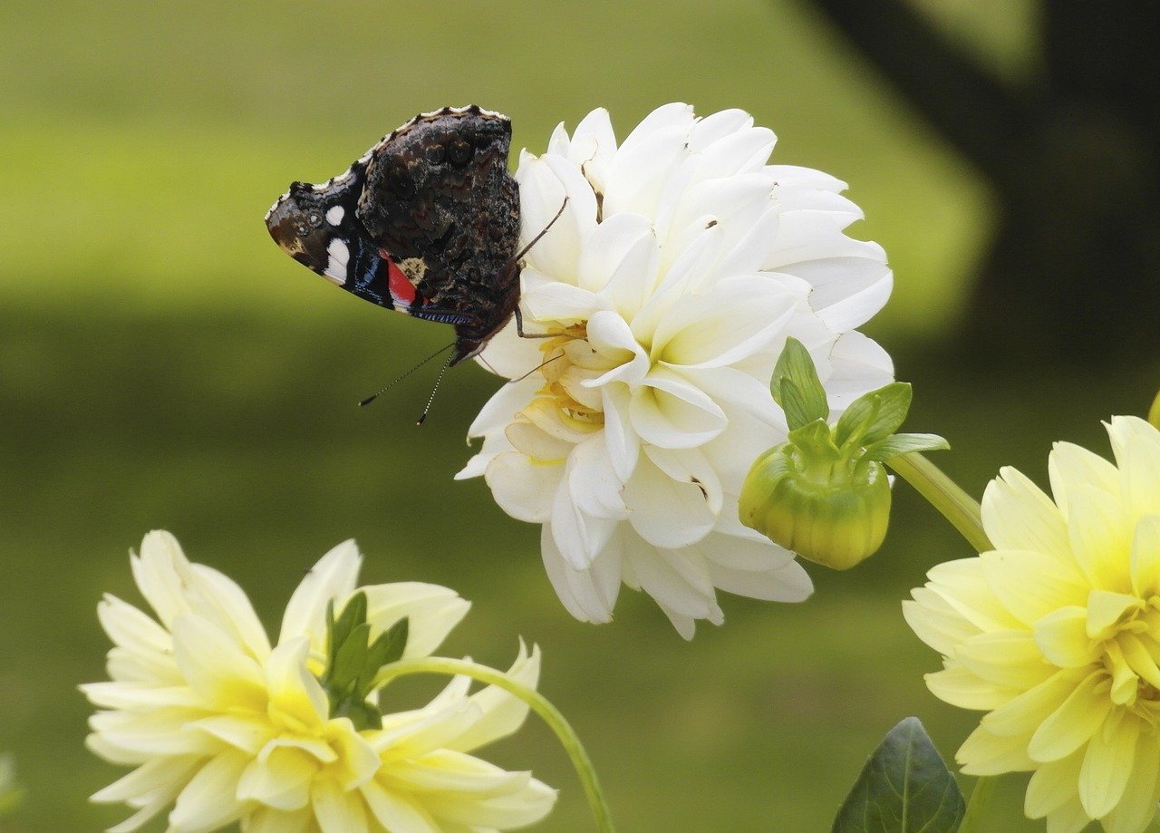 Image - dahlia flower butterfly