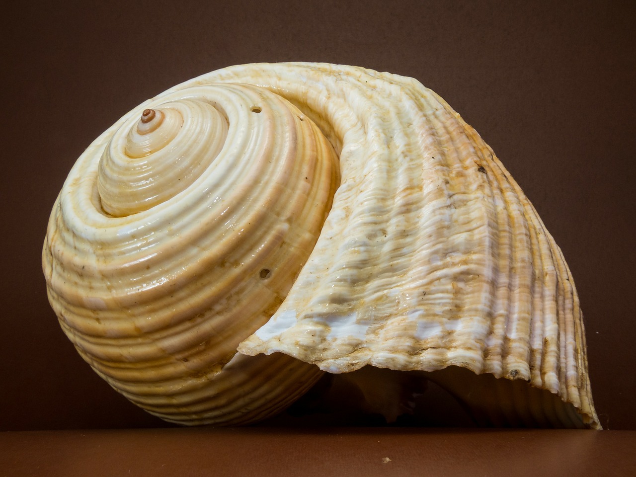 Image - shell snail close