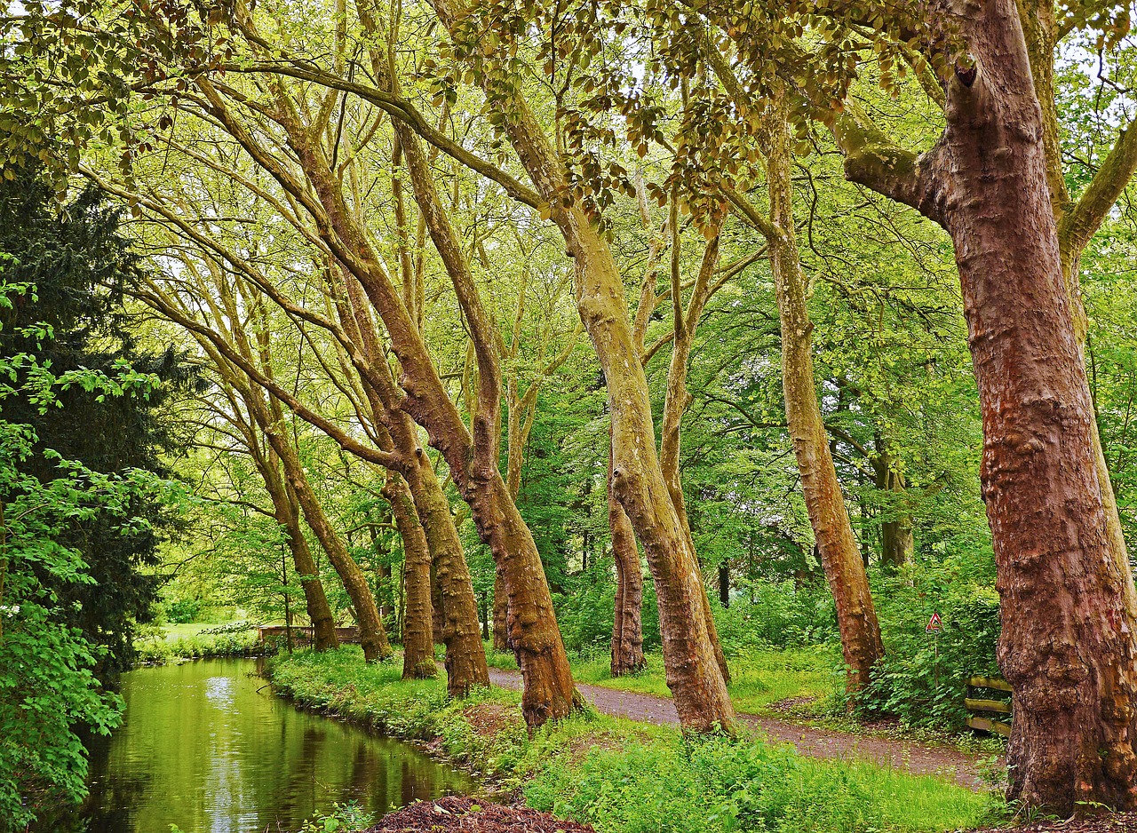 Image - plane trees avenue creek trail