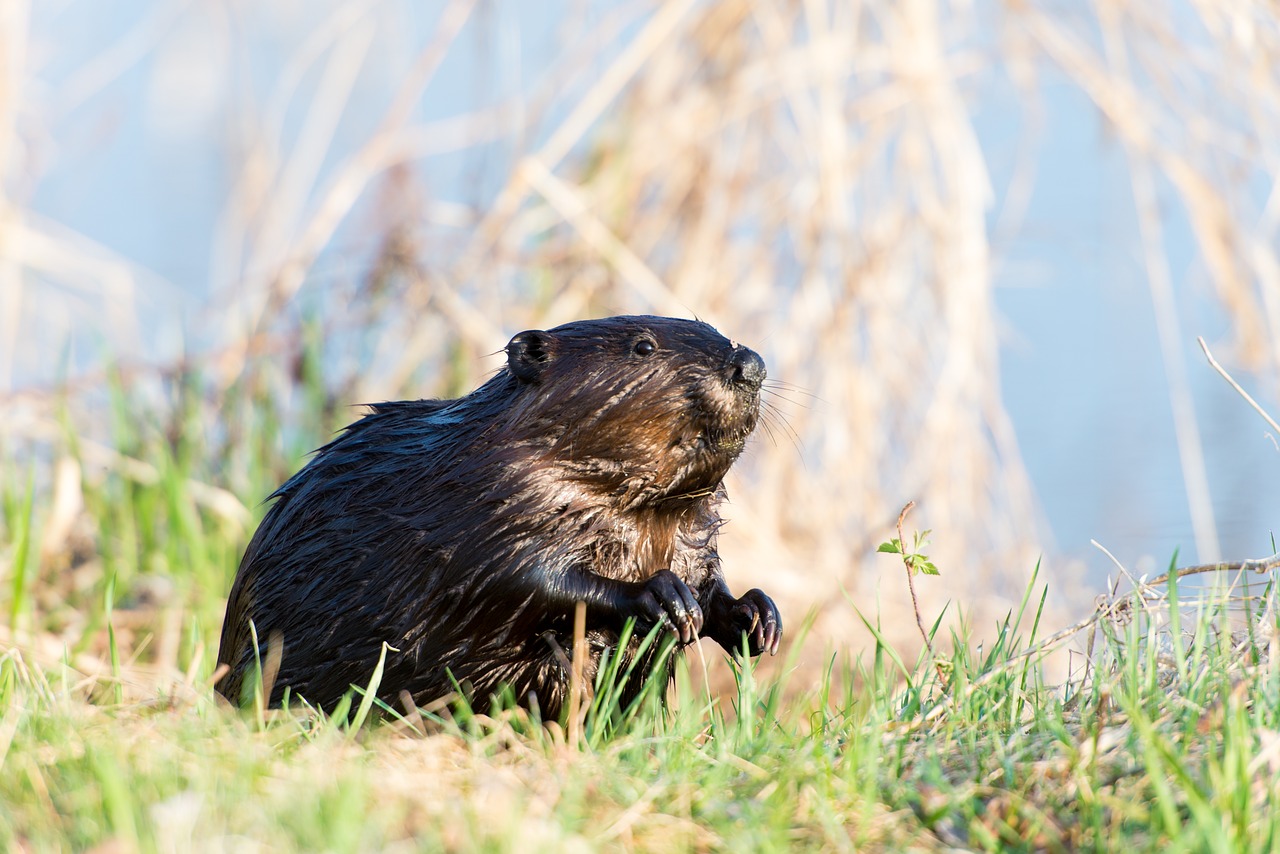 Image - beaver animal canadian