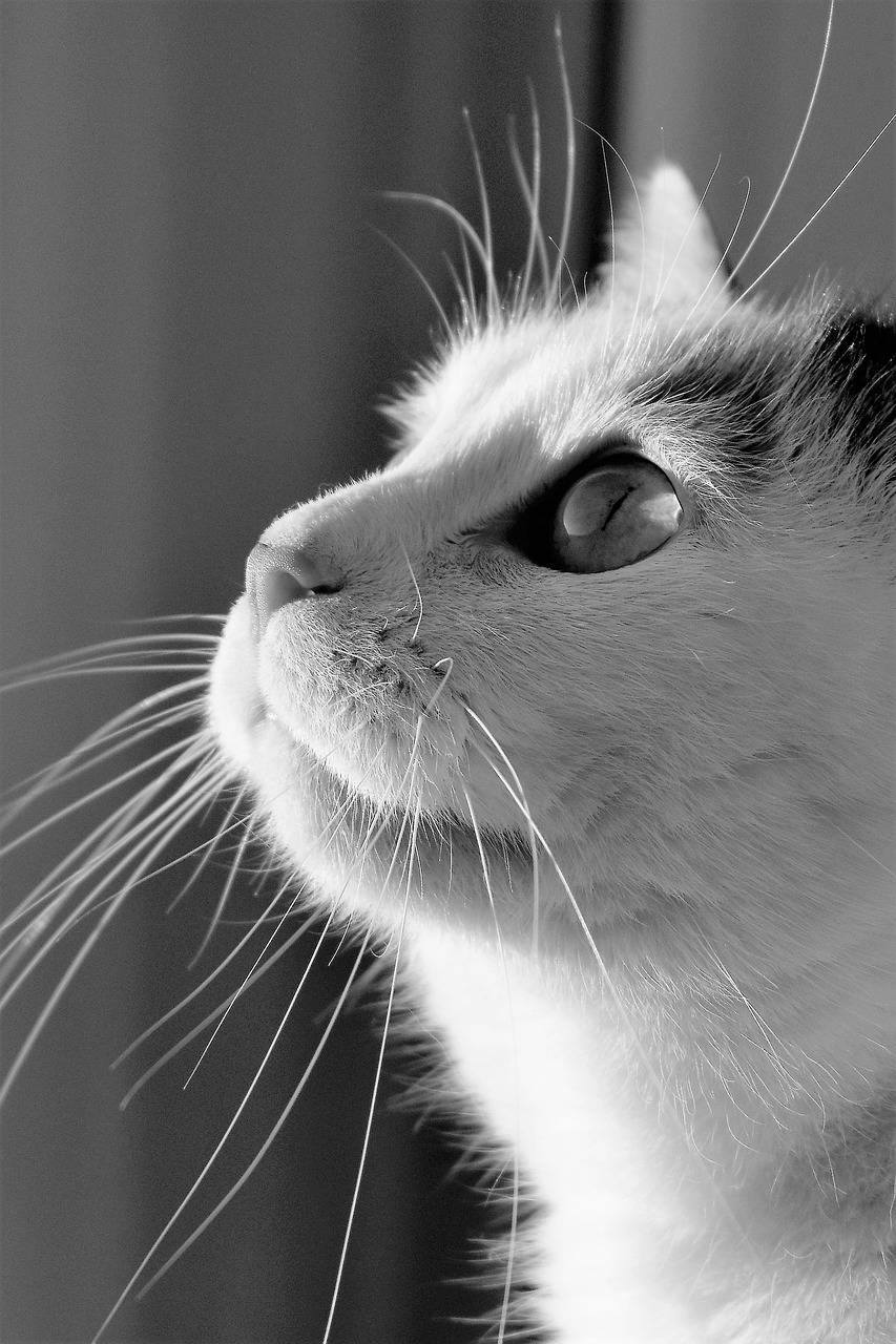 Image - cat animal black and white pet