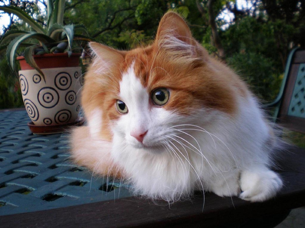 Image - cat tomcat turkish angora pet