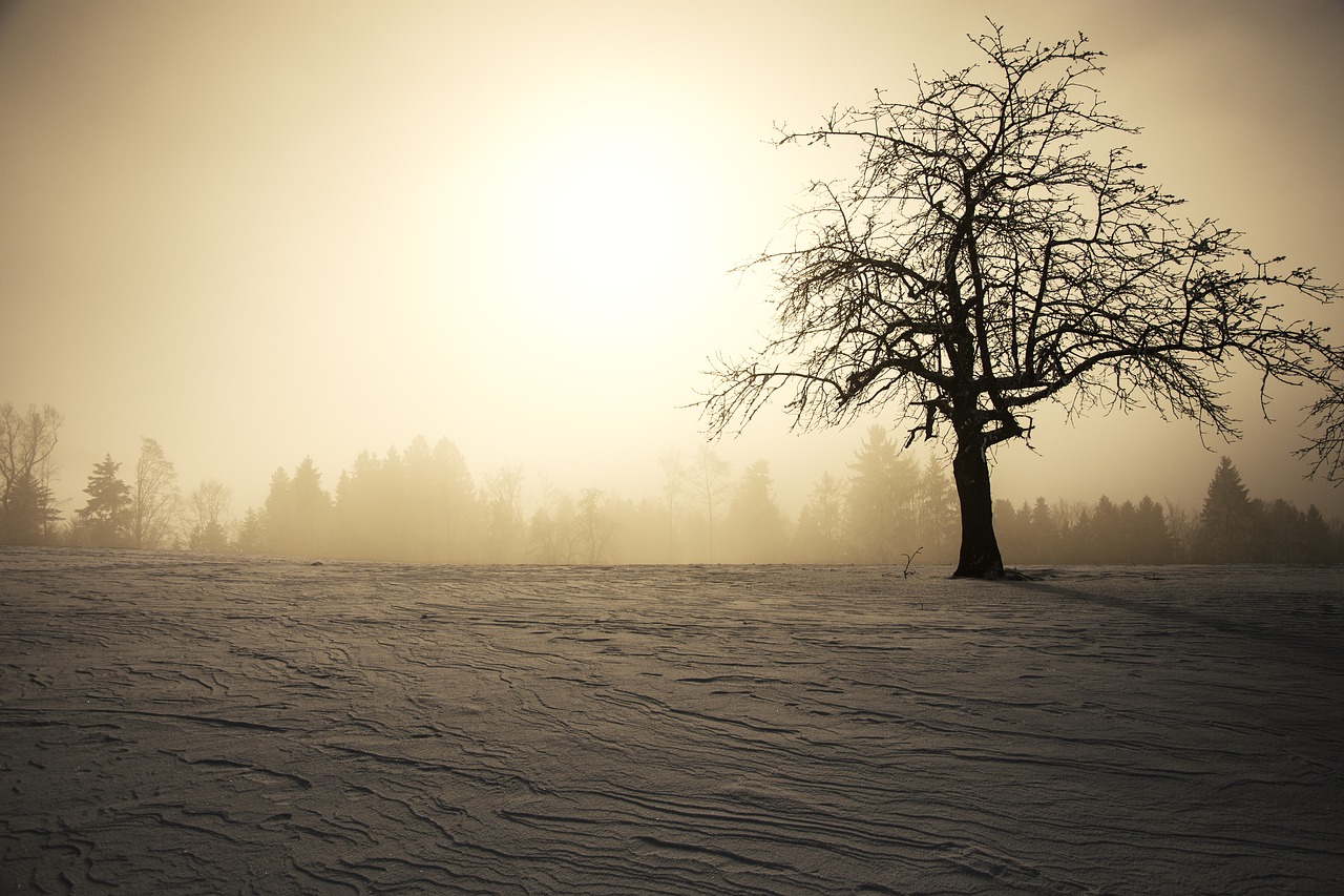 Image - winter sun winter snow tree wintry