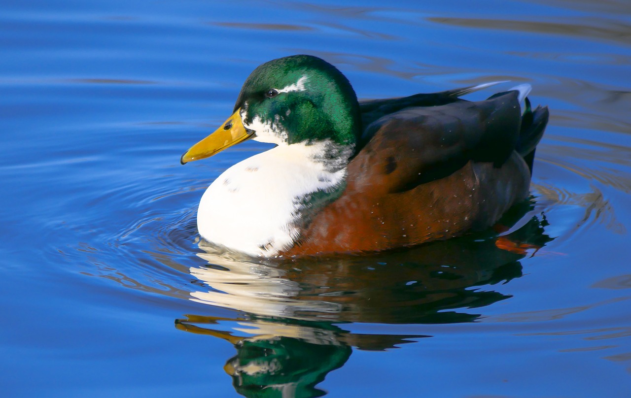 Image - animal duck drake water bird