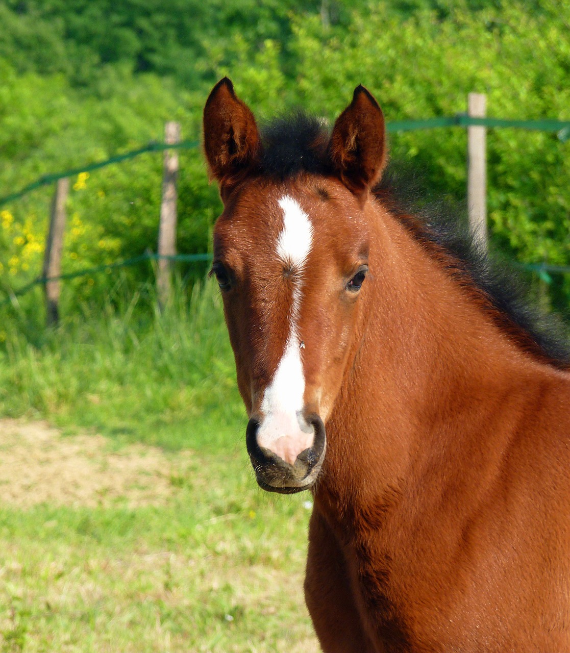 Image - horse pure arab blood horses