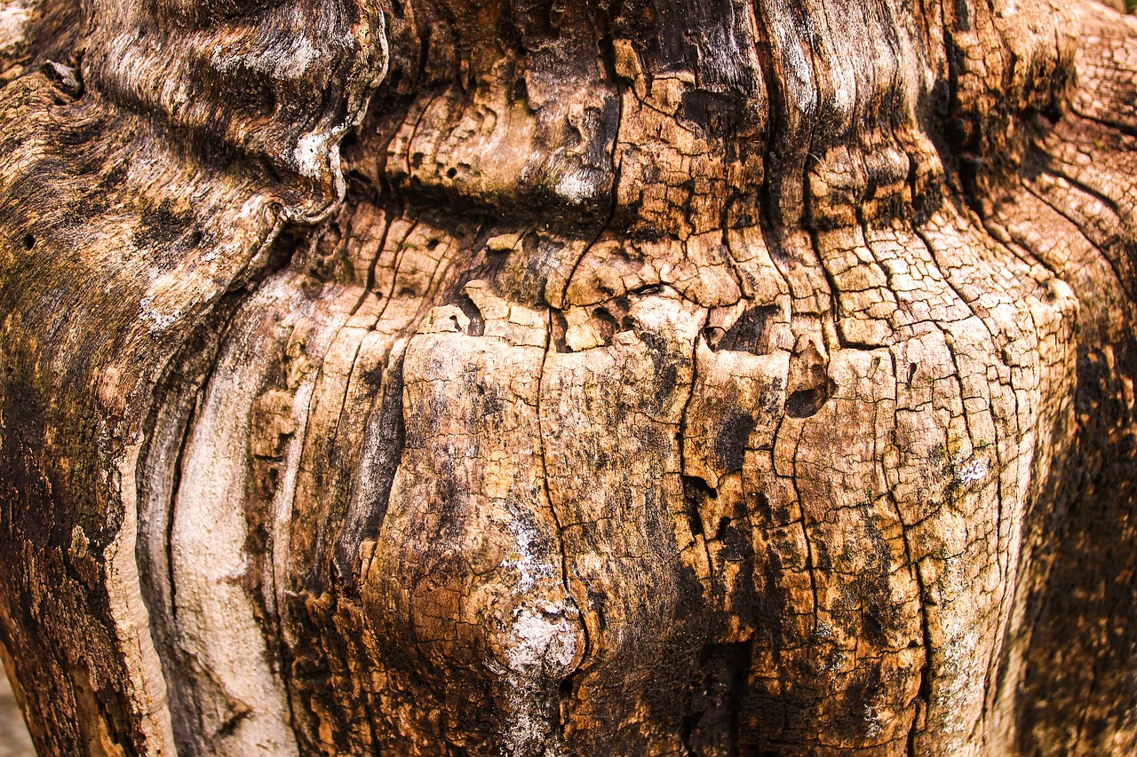 Image - trunk wood tree nature tree trunk