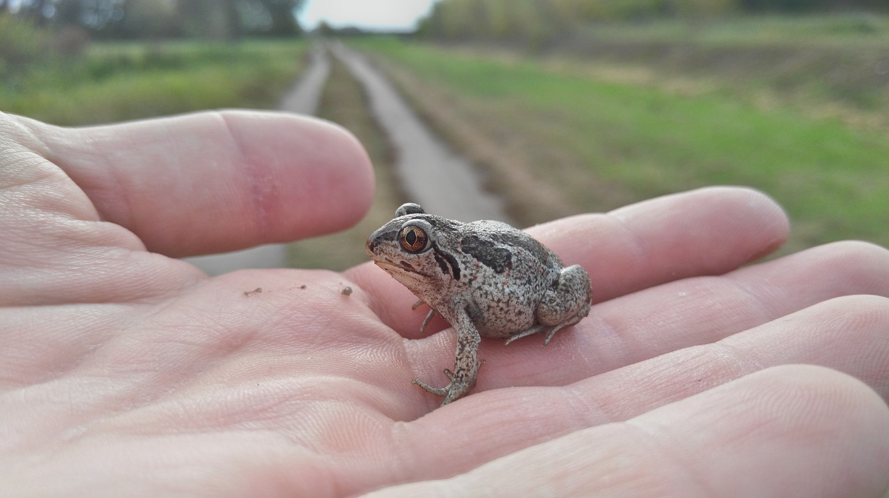 Image - the frog amphibian macro nature