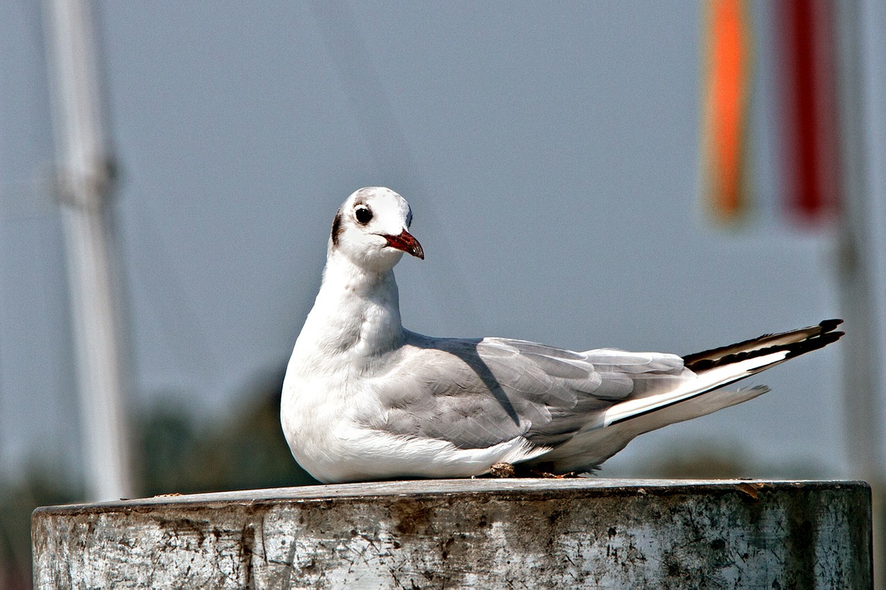 Image - gull bird sitting seagull