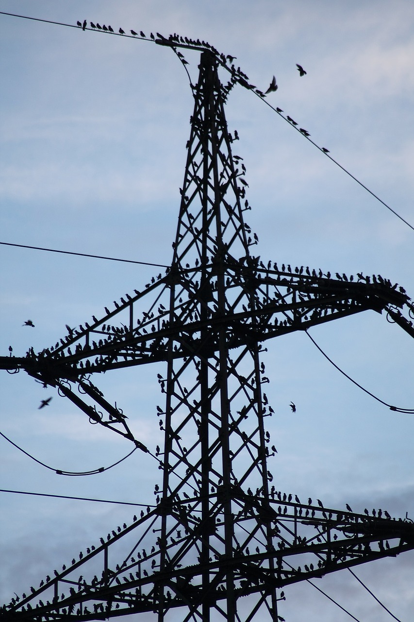Image - stare sturnus vulgaris star flight