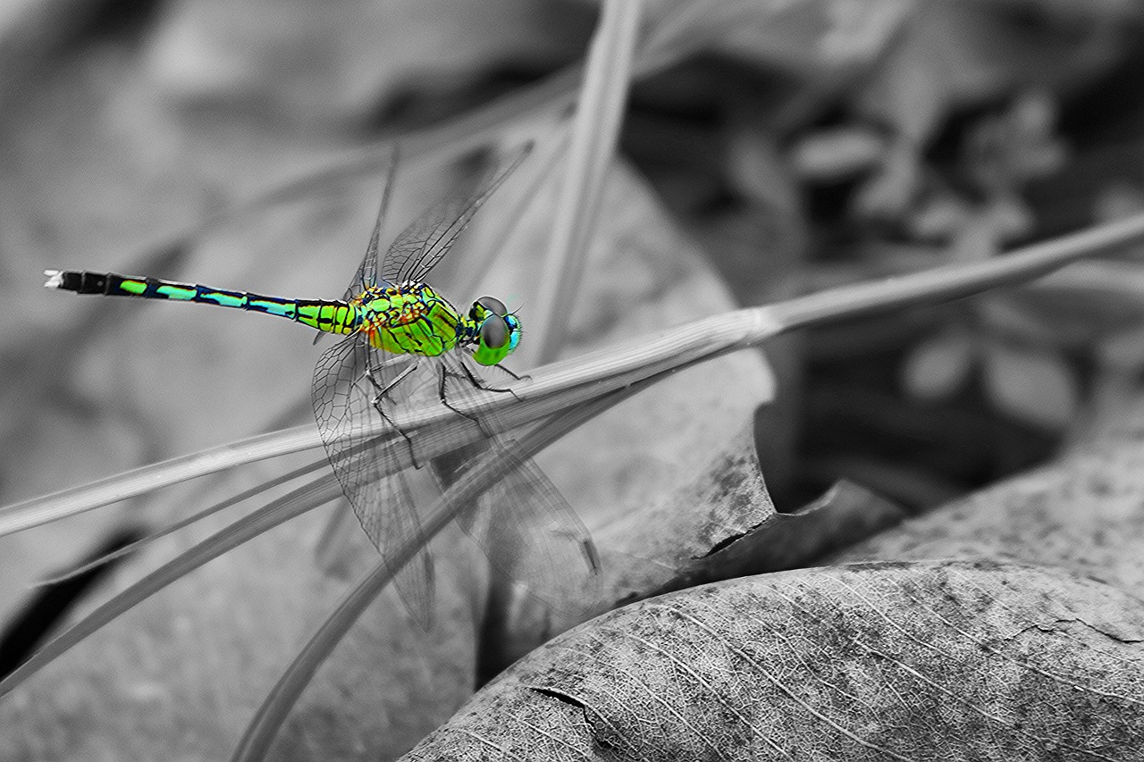 Image - dragonflies natural insects vietnam