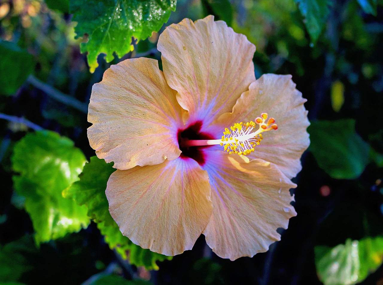 Image - hibiscus flower plant pistil shrub