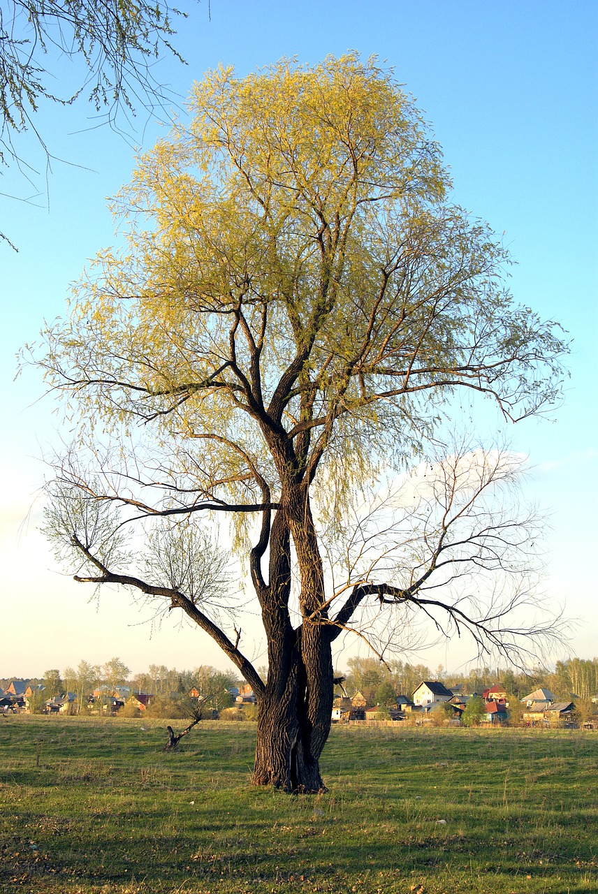 Image - tree one blooms spring field