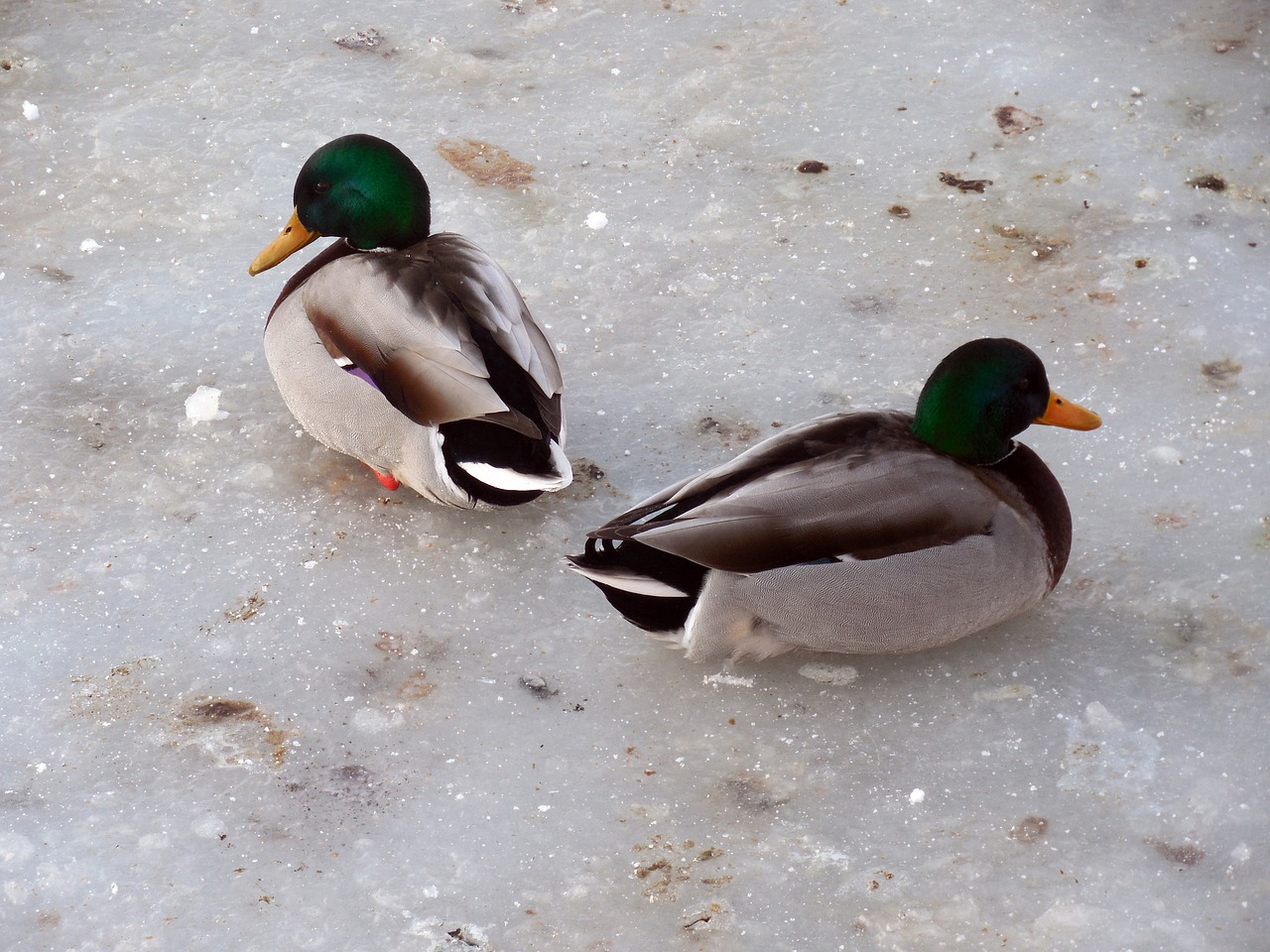 Image - ducks ice winter frozen pond lake