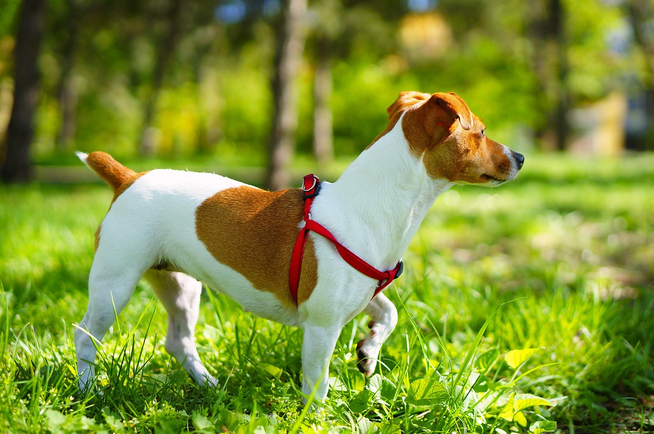 Image - jack russell terrier a little dog