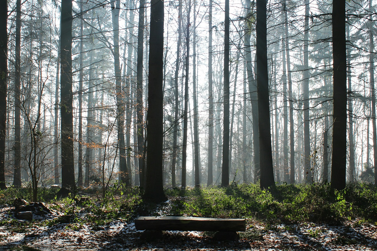 Image - trees bank light forest fog
