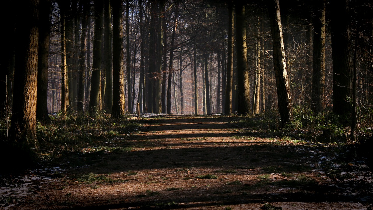 Image - forest away creepy trees nature