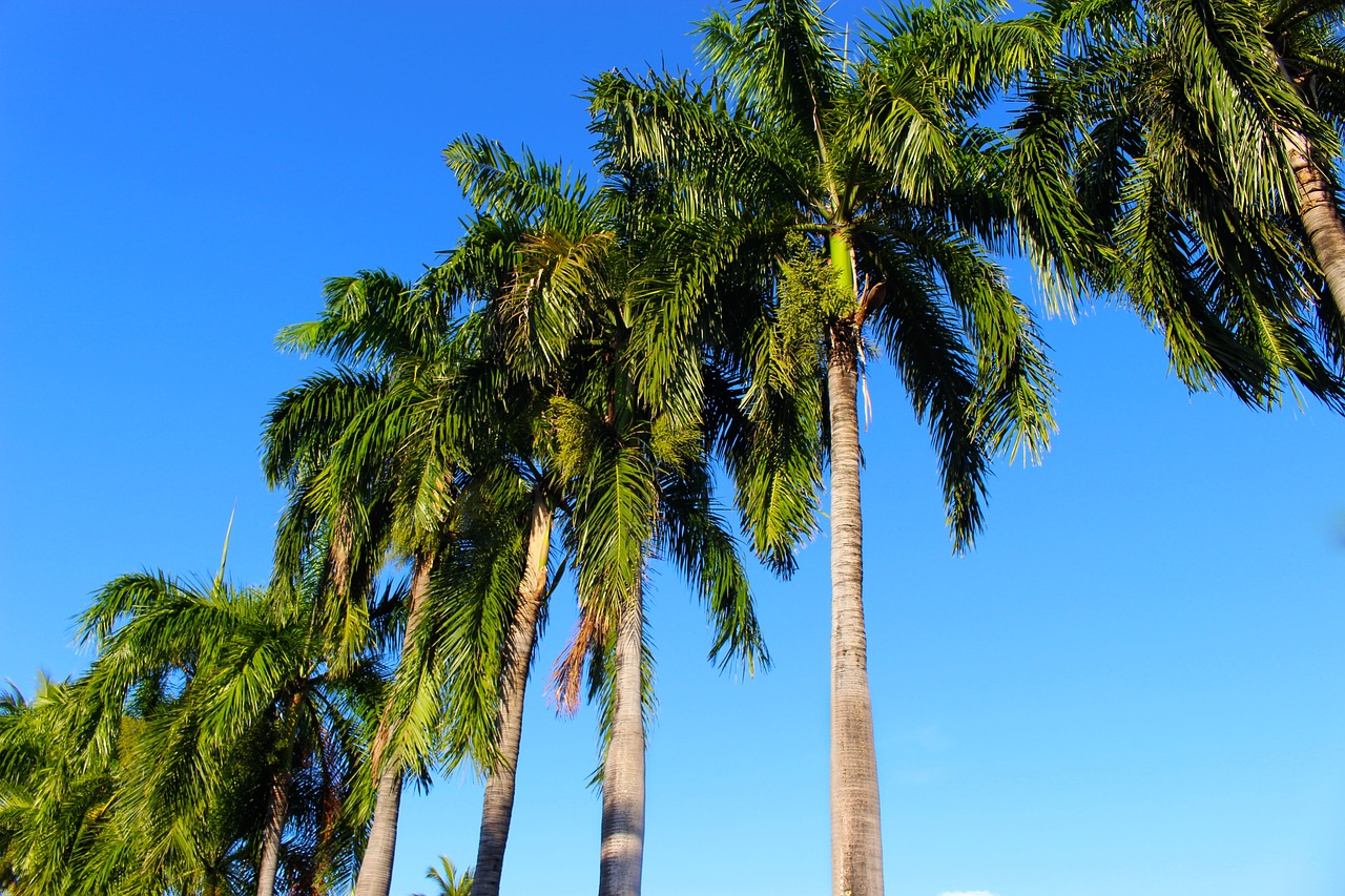 Image - palm trees coconut palm palm