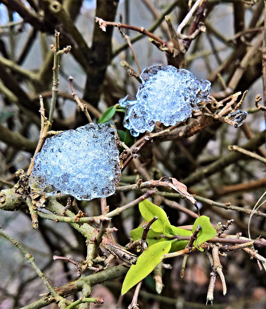 Image - nature snow reste thawed on ice