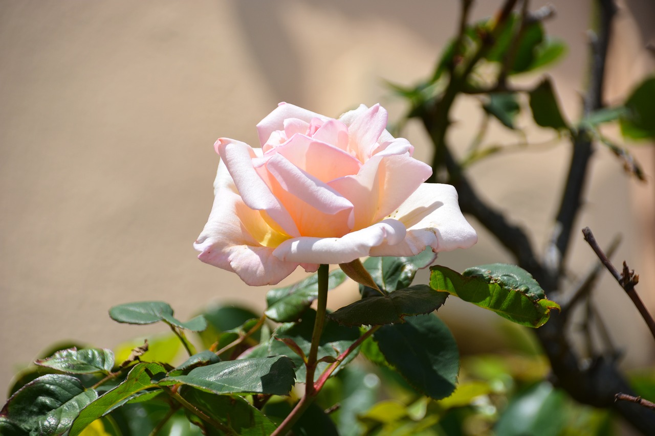 Image - flower pink white rose rosacea