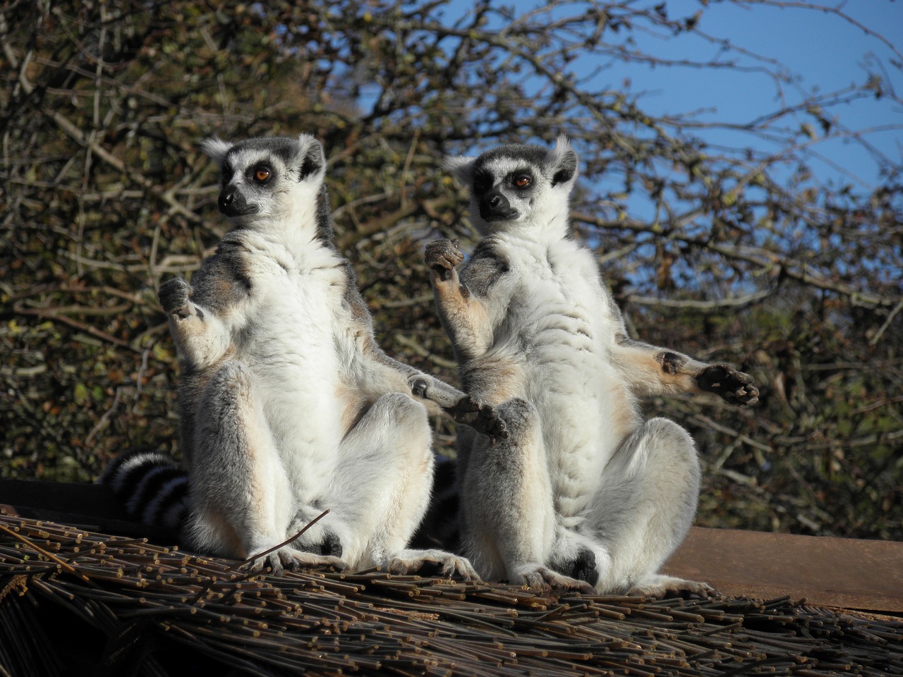 Image - lemur primates wildlife animal