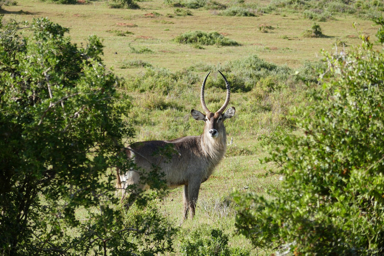 Image - antelope kariega animals safari