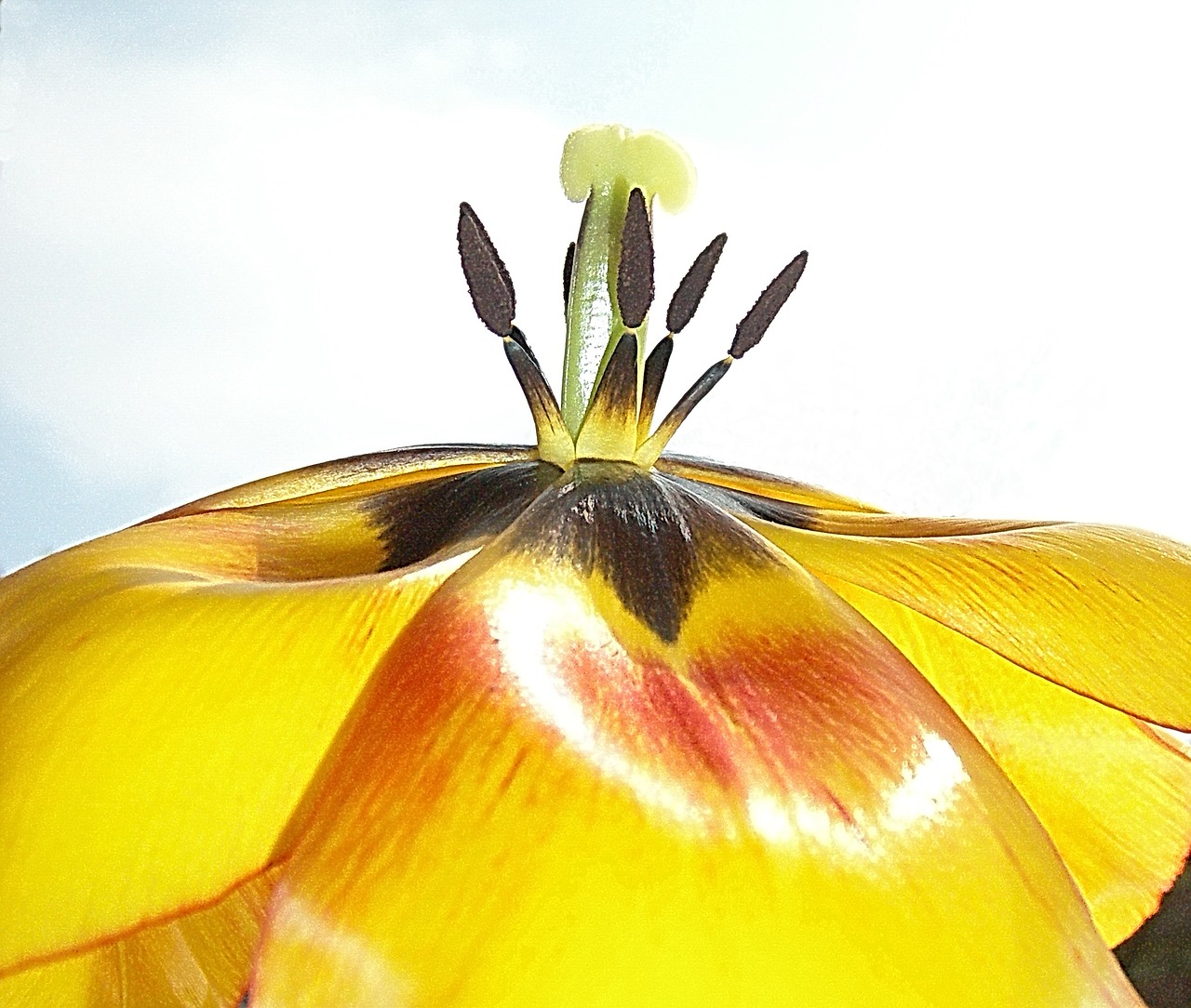 Image - flower tulip yellow pistil