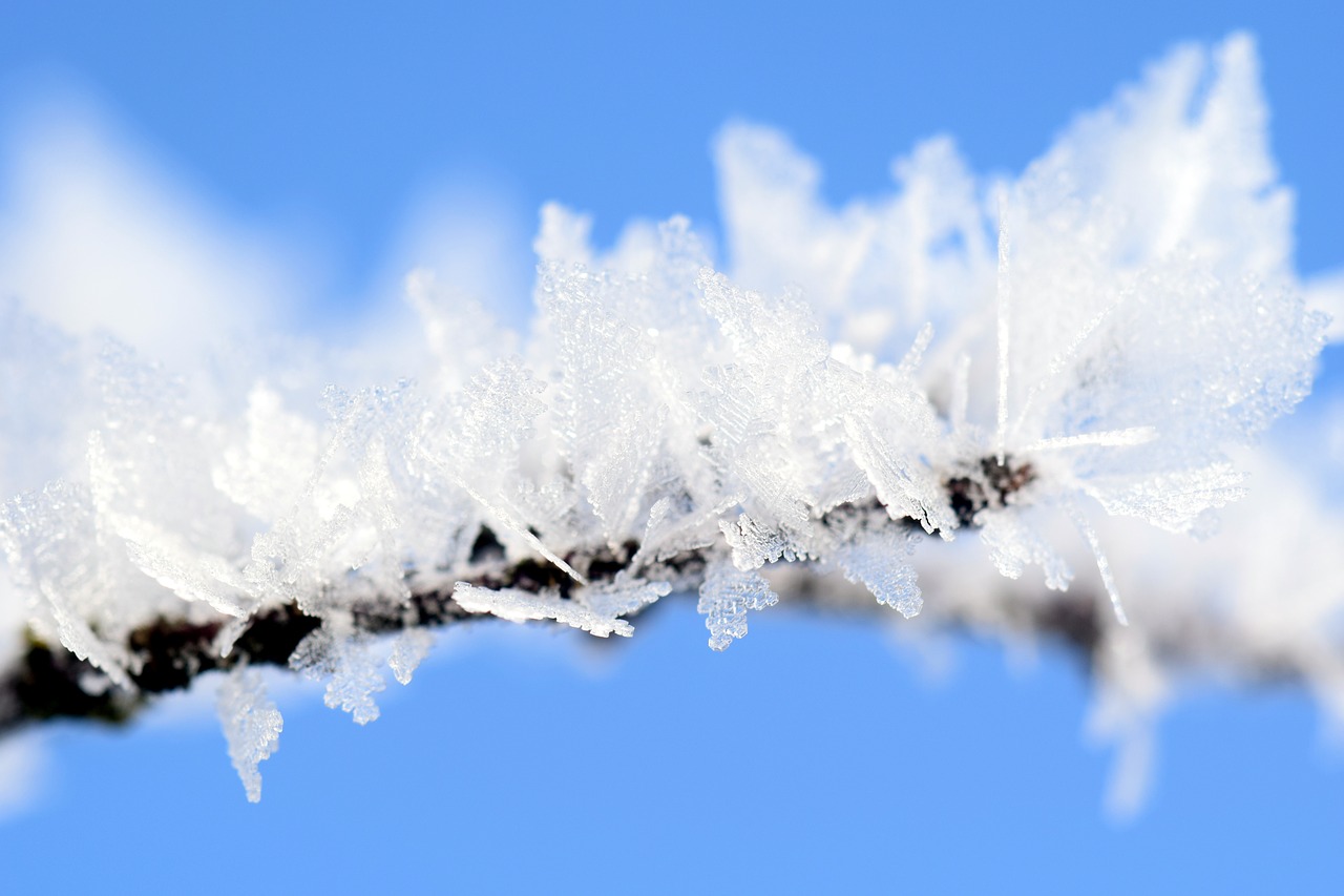 Image - frost winter wintry ice