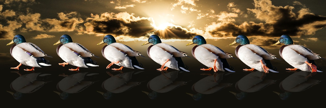 Image - animals ducks water bird run