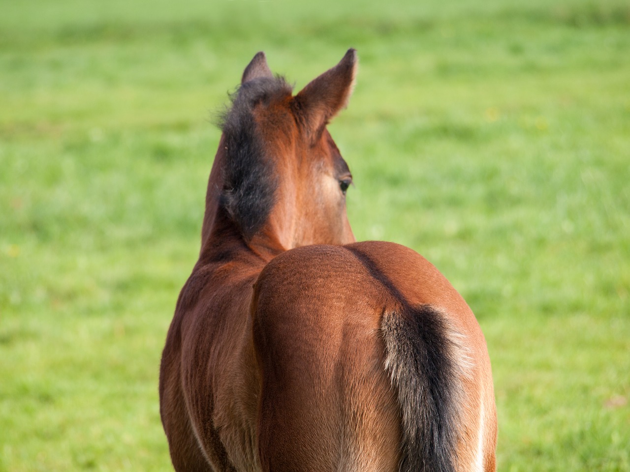 Image - horse foal pasture young animal