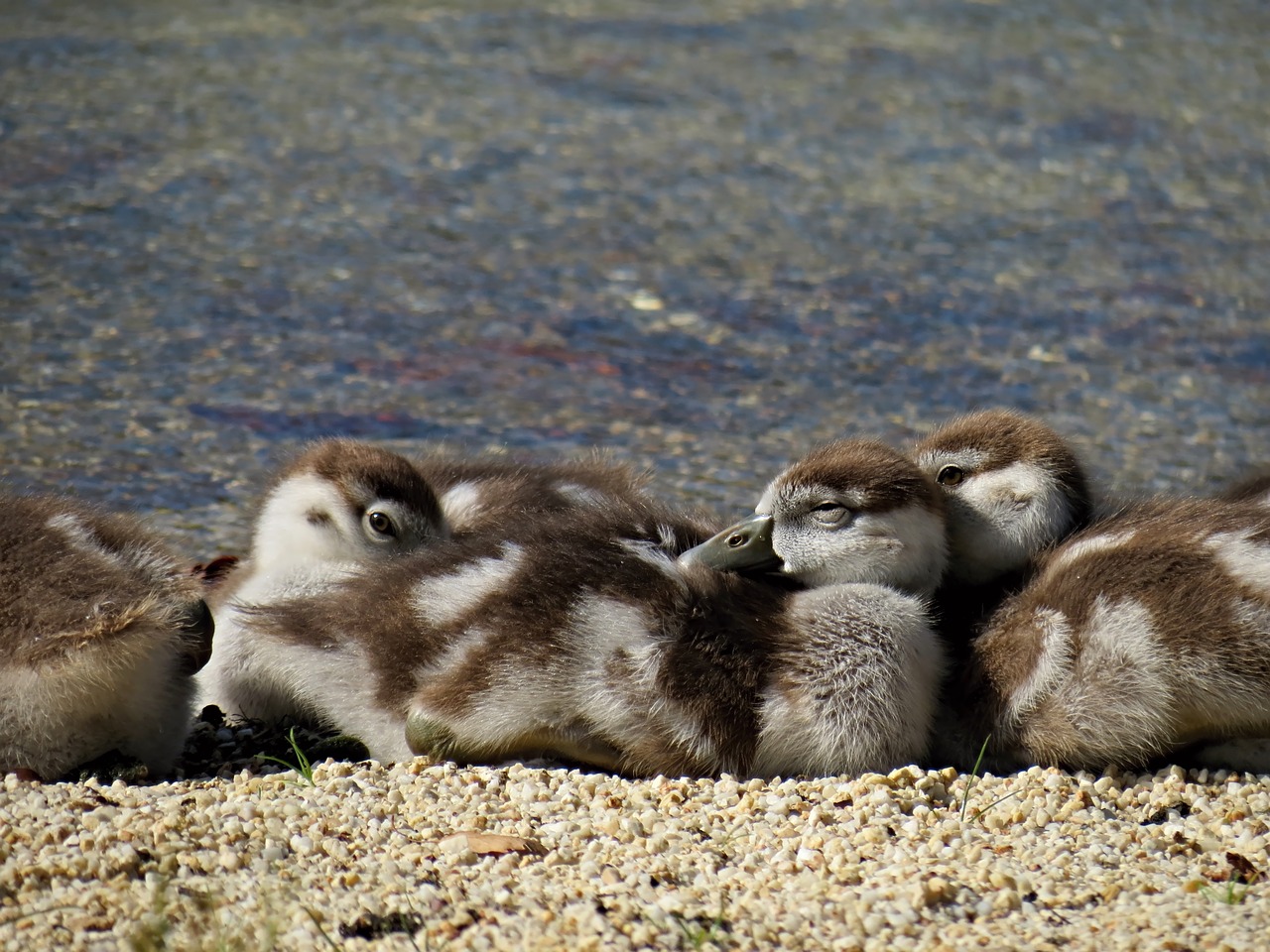 Image - nilgänse geese chicks