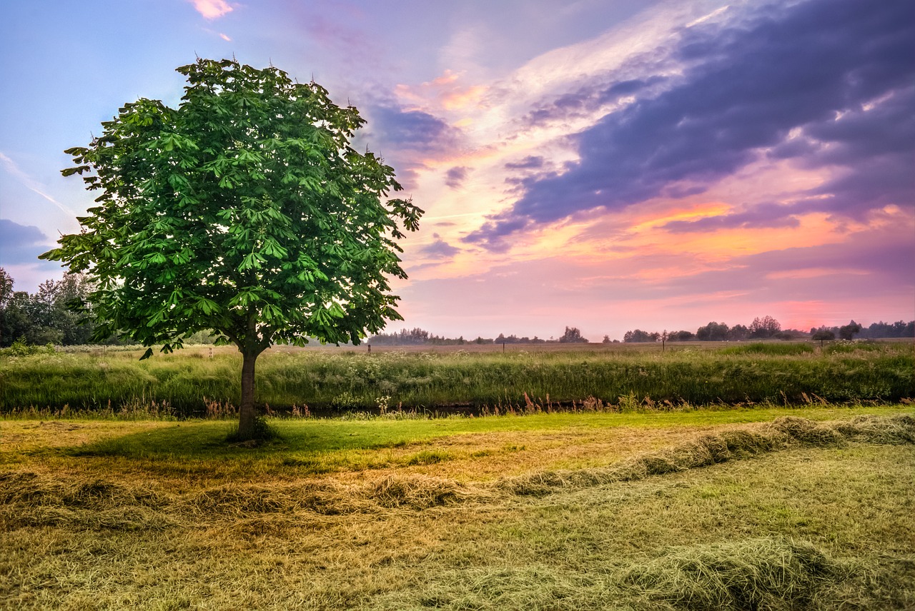 Image - chestnut tree sunset meadows land