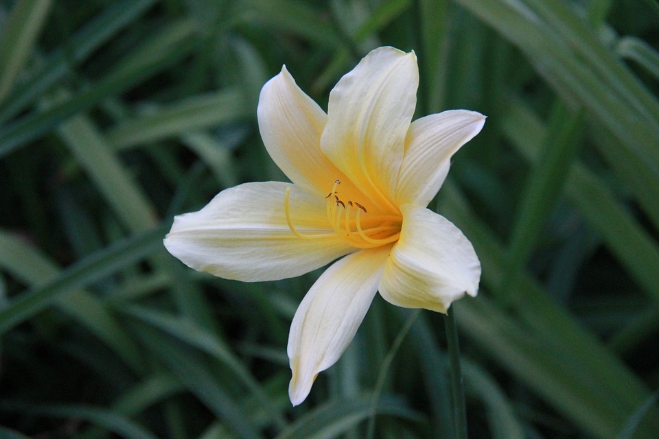 Image - flower yellow orange yellow flowers