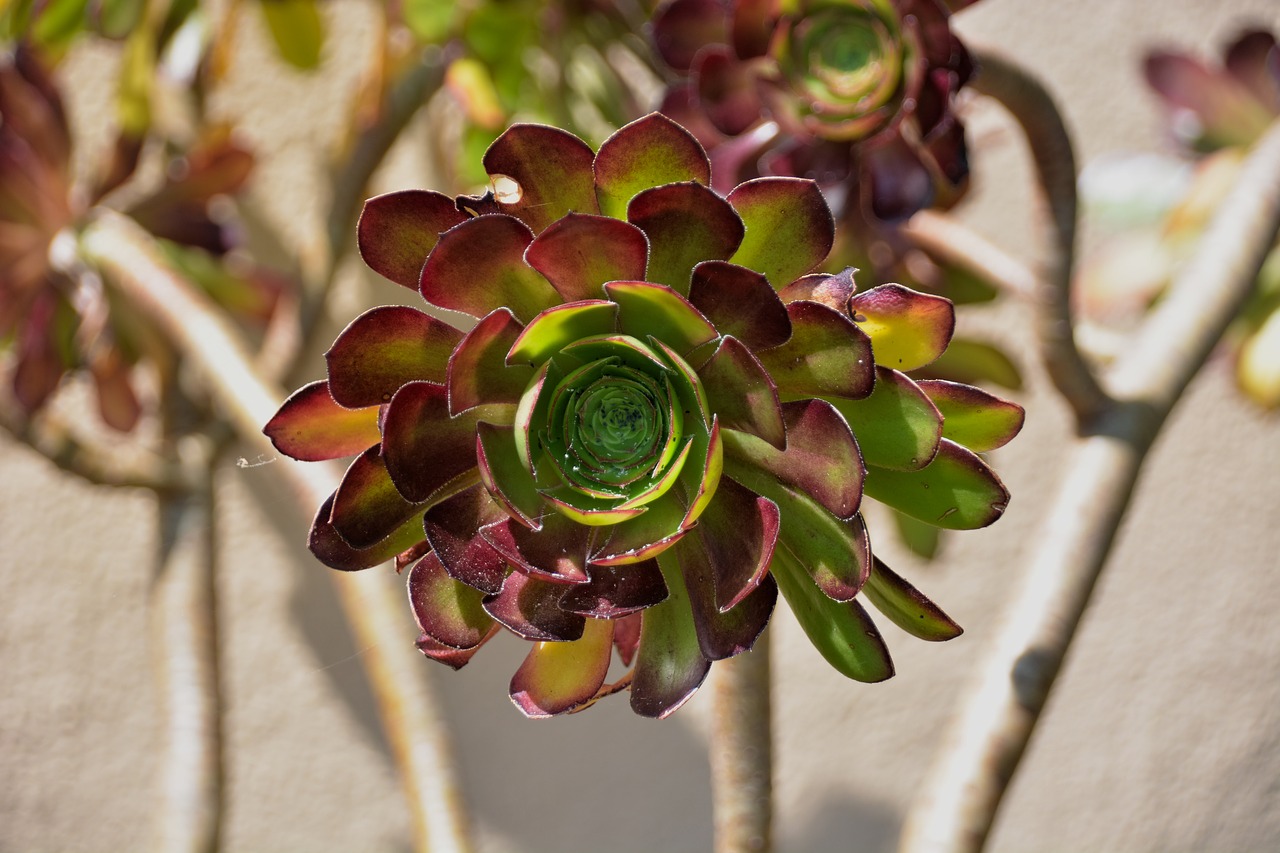 Image - succulent botany green cactus