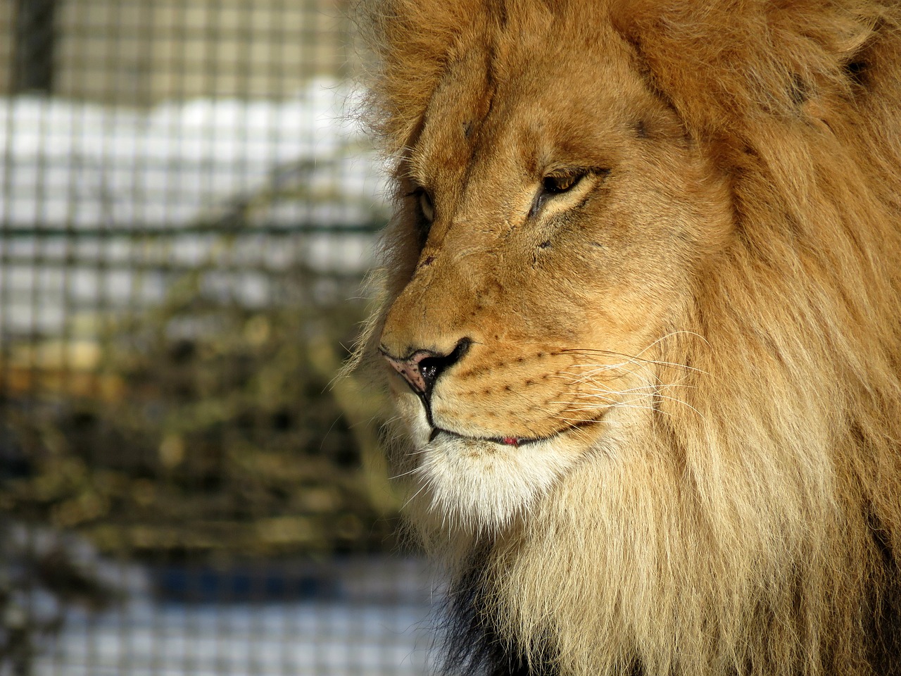 Image - lion mane male big cat zoo fur