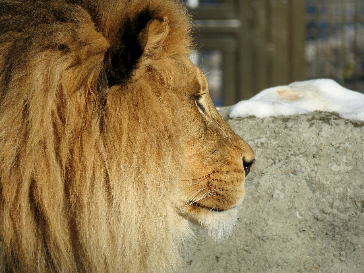 Image - lion mane male big cat zoo fur